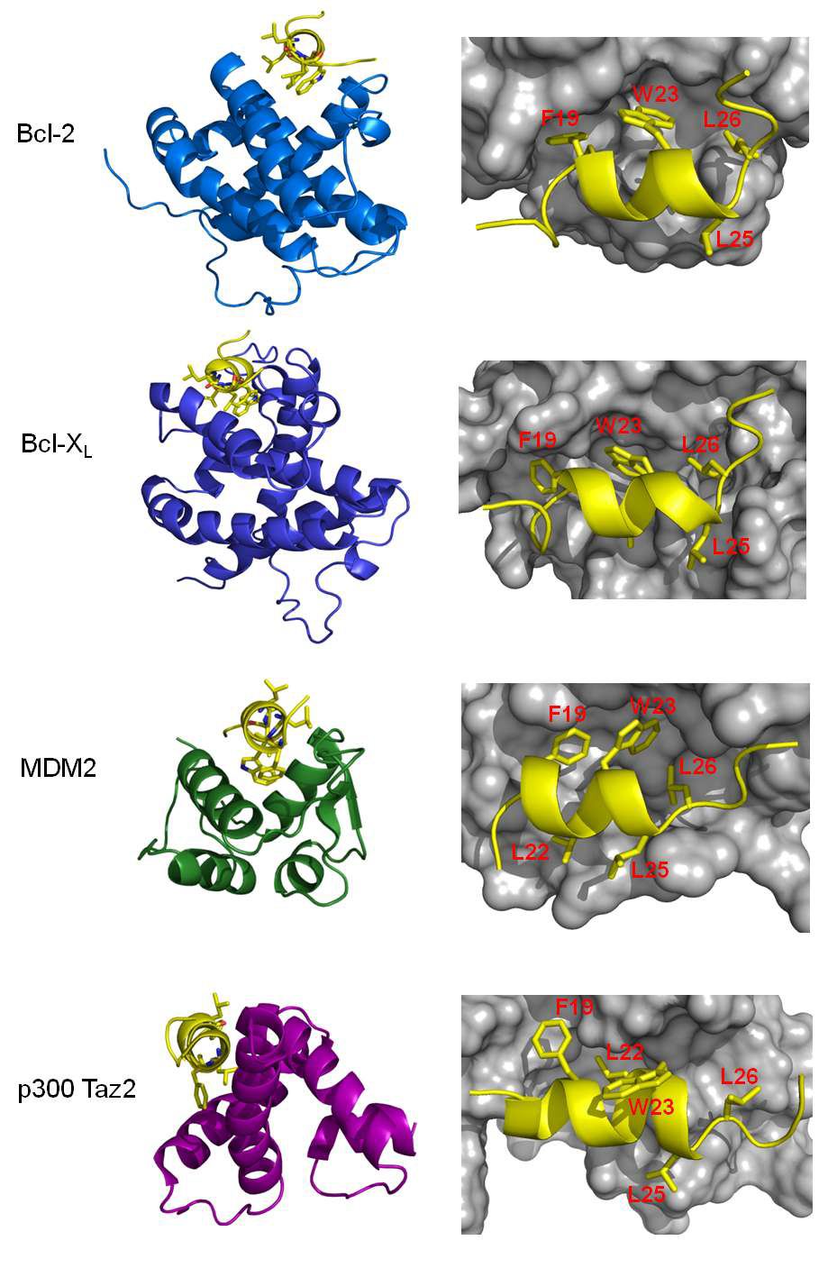 Anti-apoptotic Bcl-2 family 단백질과 MDM2 의 p53 TAD 결합 mode 비교.