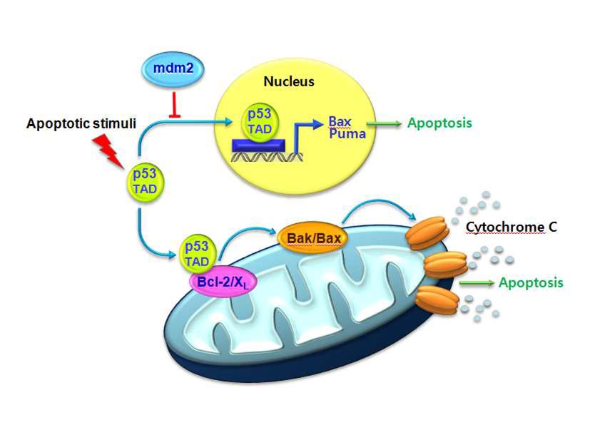 본 연구진에서 규명한 p53 의 전사 독립적인 세포사멸 경로의 분자적 기초
