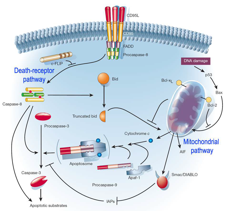 세포사멸의 두 가지 주요 경로