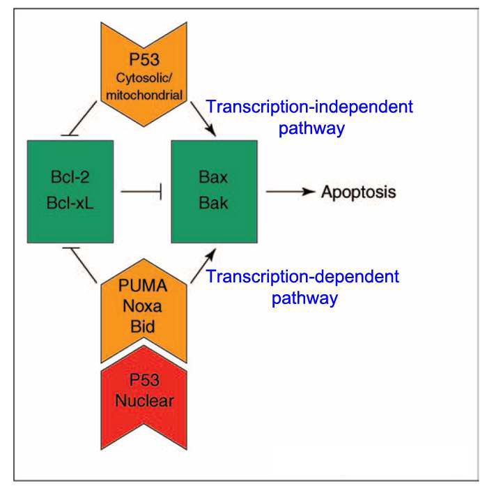 p53 의 전사 의존적인 세포사멸 경로와 전사 독립적인 세포사멸 경로