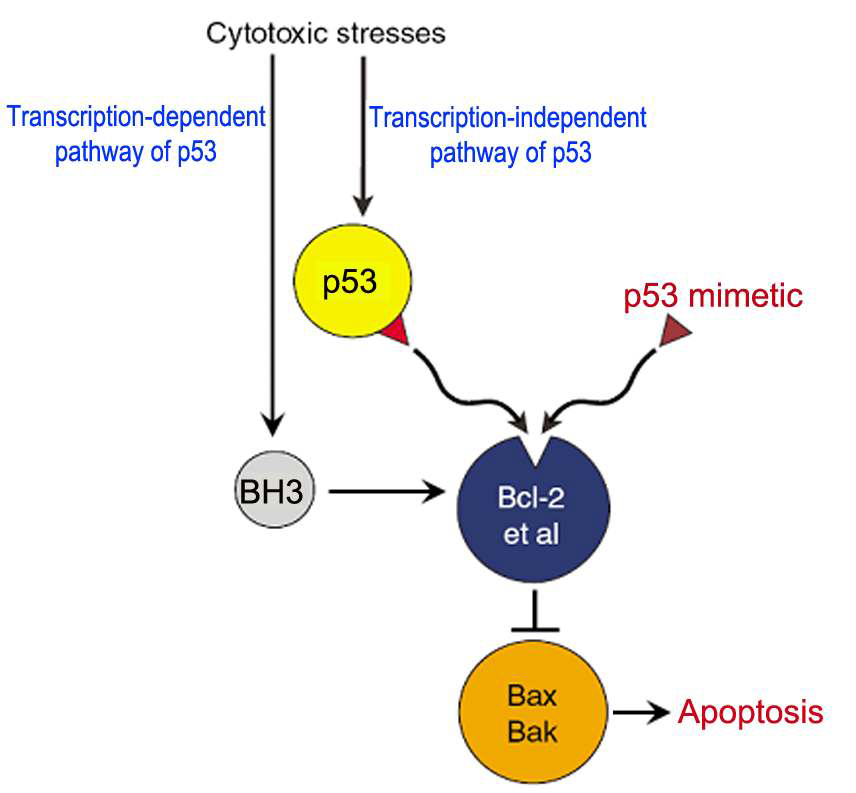 본 연구에서 개발하고자 하는 p53 mimetic 항암제의 작용 메커니즘 모델