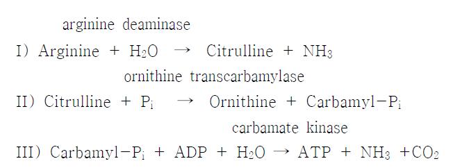 Arginine deiminase (ADI) pathway를 통한 ornithine 생성