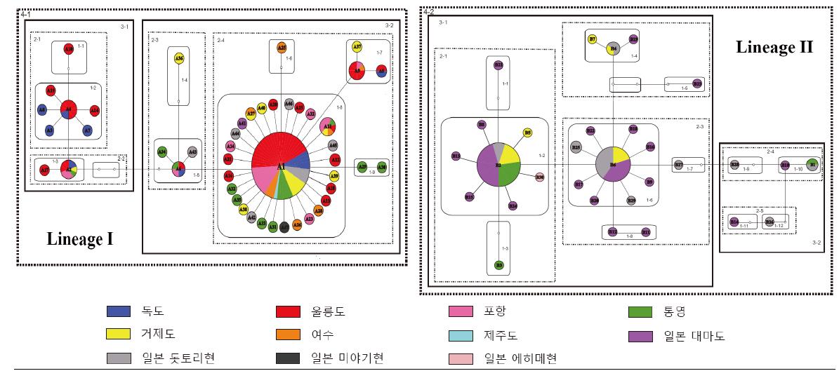 군부 미토콘드리아 cox1 유전자 haplotype의 statistical parsimony network