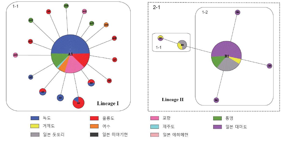 군부 미토콘드리아 16S rDNA haplotype의 statistical parsimony network