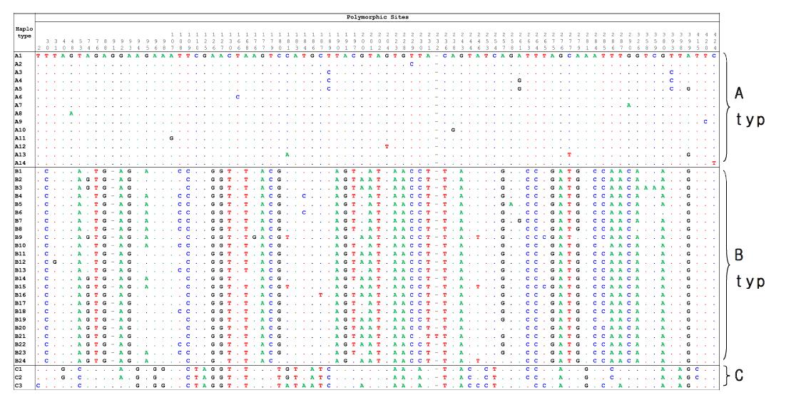 갯강구 미토콘드리아 16S rDNA의 염기서열에서 추출한 haplotype간의 polymorphic sites