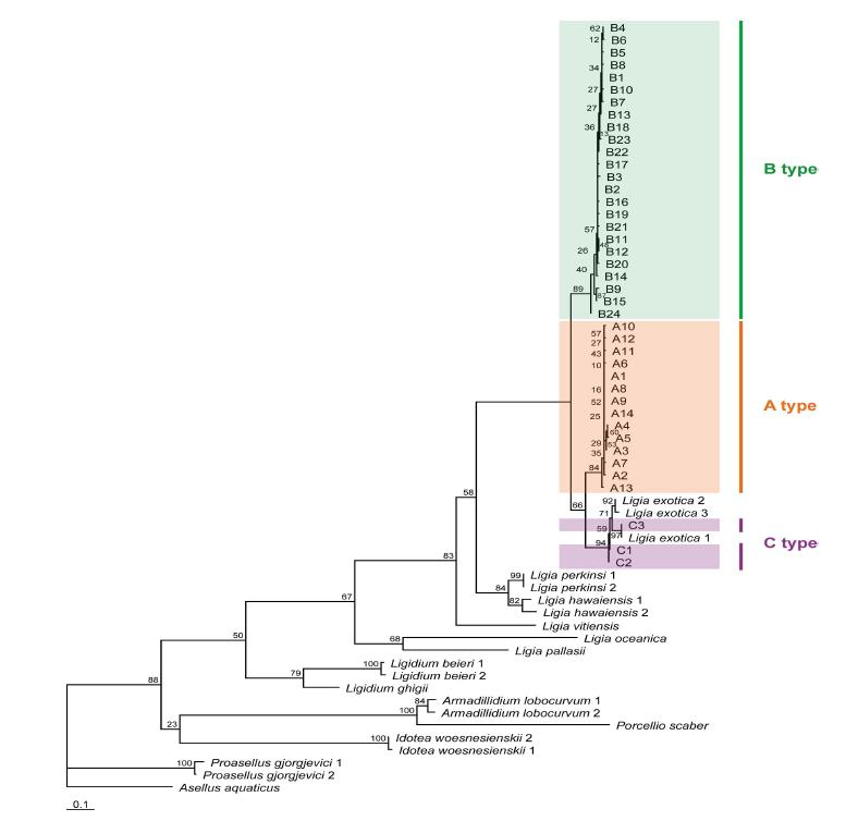 갯강구 미토콘드리아 16S rDNA에 근거한 ML tree