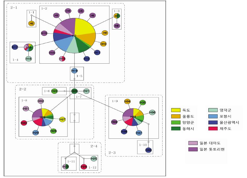 미토콘드리아 cox1 유전자를 이용한 statistical parsimony network