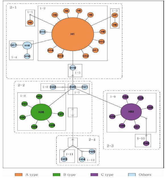 미토콘드리아 cox1 유전자를 이용한 statistical parsimony network