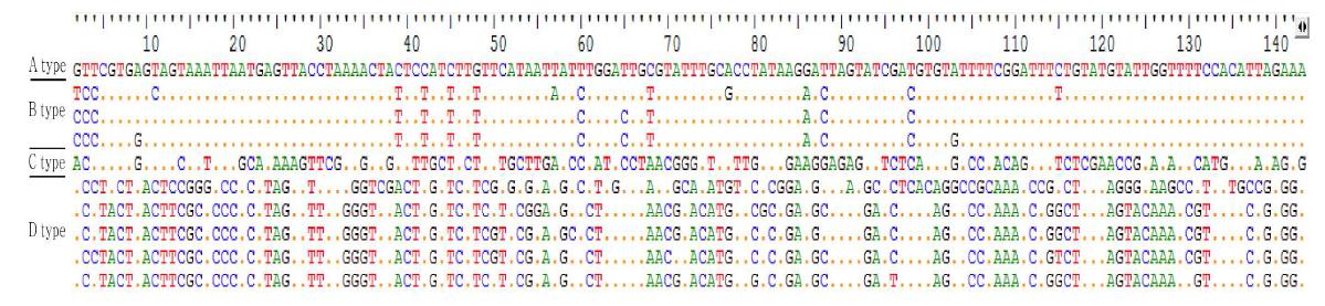 진주담치 haplotype의 polymorphic sites