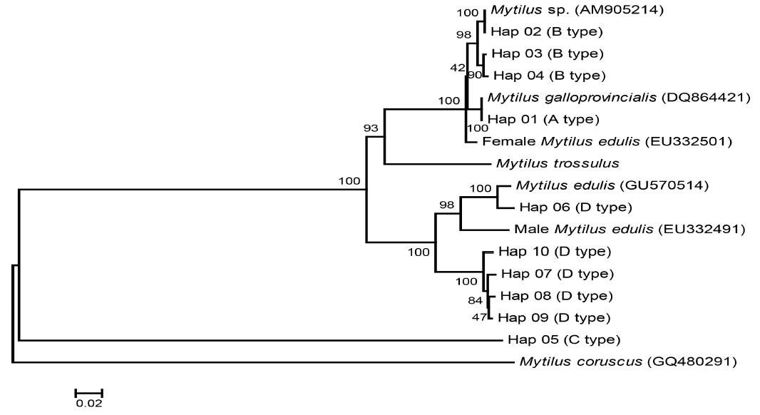 진주담치 및 Mytilus 속내의 종들의 미토콘드리아 cox1 유전자 염기서열에 근거한 Neighbor Joinning tree (P-distance). Outgroup은 홍합(Mytilus coruscus)사용