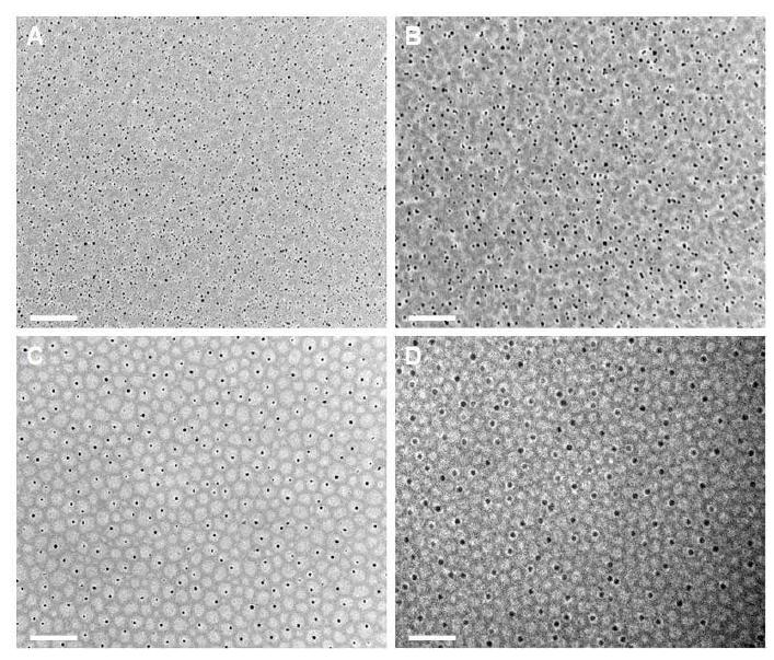 TEM images of the gold nanoparticles produced in the micellar thin films of PEO10k-b-PFOMA12k and PEO20k-b-PFOMA22k, spin-cast from chloroform solutions at room temperature (A) and (B); after PF-5080 solvent vapor treatment at 70 ℃ for 12 h (C) and (D)