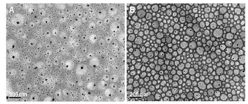 TEM images of gold nanoparticles produced in micellar thin films of PEO10k-b-PFOMA12k spin cast from chloroform solutions, (A) after annealing in scCO2 at 70 0C and (B) after annealing in vacuum oven at 100 0C.