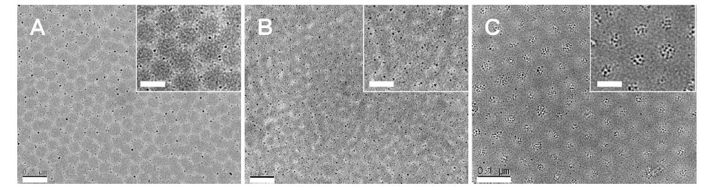 TEM images of PEO10k-b-PFOMA21k monolayer thin film containing AuNPs. (A) as-cast films prepared from 0.1 wt % of LiAuCl4 loaded micellar solutions. (B) AuNPs in cylindrical thin films, after PF-5080 solvent vapor annealing for 18 h, and (C) AuNPs in phase-inverted nanodomains of thin films, after 39 h. Scale bars: 100 nm. Inset scale bars: 50 nm.