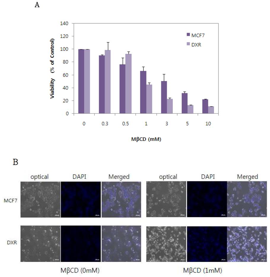 MCF7과 DXR의 MbCD에 의한 세포사멸
