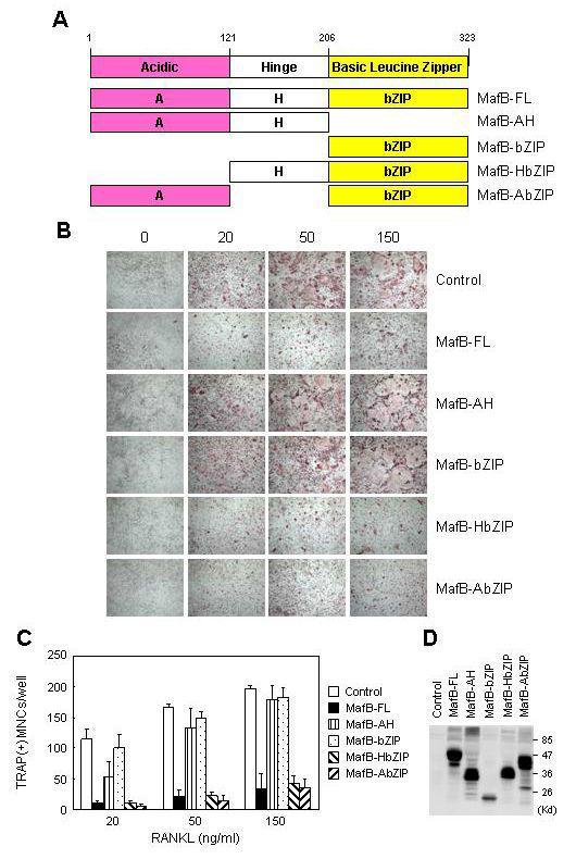MafB의 domain의 deletion mutant 구조 및 파골세포 분화에 미치는 영향 분석