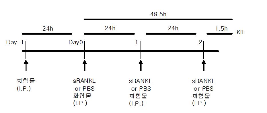 화합물과 RANKL의 injection schedule