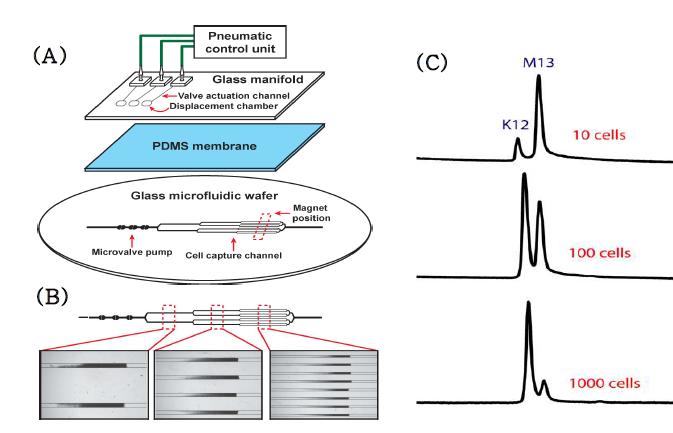 (A) 세 개의 층으로 구성된 세포 포획 마이크로 플루이딕 칩 모습. Manifold와 PDMS membrane으로 구성된 마이크로 밸브 펌프를 이용하여 항체가 코팅된 superparamagentic bead와 E . coli K 12 세포 용액을 순차적으로 주입시킬 수 있으며 다양한 채널 디자인으로 세포 포획 효율을 증가시킬 수 있다. (B) 항체가 코팅된 superparamagentic bead가 여러 채널에서 균일하게 분포되어 있는 모습. (C) 세포가 포획된 비드를 이용하여 E . coli K 12 세포의 Yai X 유전자 (237 bp)와 Bacteriophage M 13mp18를 내부 표준으로 사용하여 multiplex PCR 결과 데이터. 두 피크의 비교로부터 포획된 세포의 개수를 정량화 시킬 수 있다.