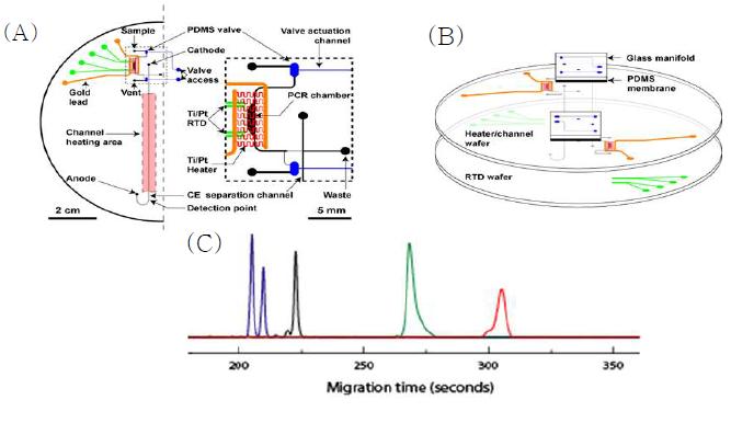(A) PCR-전기영동 채널이 통합된 직경 10 cm의 마이크로 디바이스와 PCR 반응기와 전기영동 채널 분리 부분을 확대한 그림. 마이크로 히터 (붉은색), 온도 감지 센서 (초록색), PDMS 마이크로 밸브 (파란색), 전기영동 모세관 마이크로 채널 (검정색)이 통합되어 있다. (B) 네 개의 층으로 구성된 칩의 모습. 마이크로 밸브 작동을 위한 Manifold와 PDMS membrane, 히터/채널이 제작된 웨이퍼, 그리고 온도 측정을 위한 RTD 웨이퍼. (C) PCR-전기 영동 마이크로 칩을 이용하여 4-plex Y STR haplotyping 데이터. Amelogenin (파란색), DY S393 (검정색), DY S390 (초록색), DY S439 (빨간색).