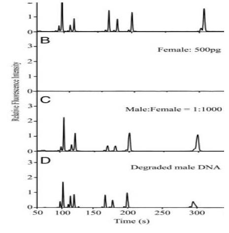 실제 DNA 샘플을 이용한 mini Y STR typing 결과 (A) 25pg 의 남성 DNA, (B) 500 pg 의 여성 DNA, (C) 남성과 여성 DNA 혼합 샘플 (1: 1000), and (D) 15분간 배양된 남성 DNA