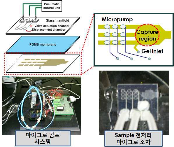 DNA 포획을 위한 마이크로 펌프 시스템 구성 및 DNA 전처리 마이크로 소자