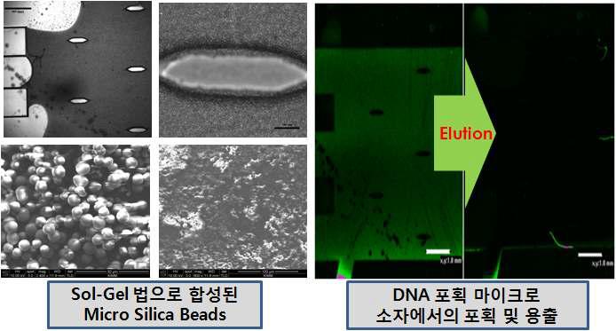 Sol-gel법으로 합성된 마이크로채널 내 실리카비드 및 이를 이용한 DNA 포획 및 용출