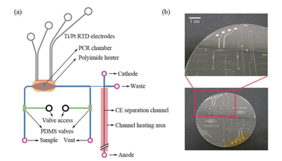 PCR-CE 통합 칩의 모식도(a) 및 실제 사진 (b)