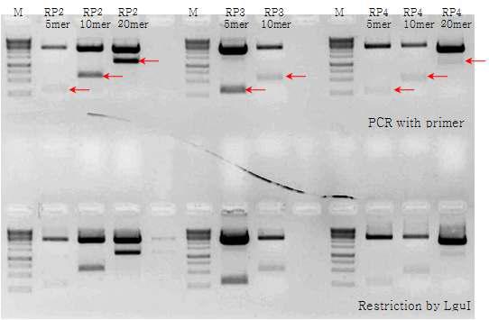 다양한 길이로 합성된 RP repetitive DNA, 각각의 길이는 PCR과 enzyme을 통해 확인