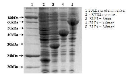 발현된 ELP 단백질의 SDS-PAGE 분석 결과