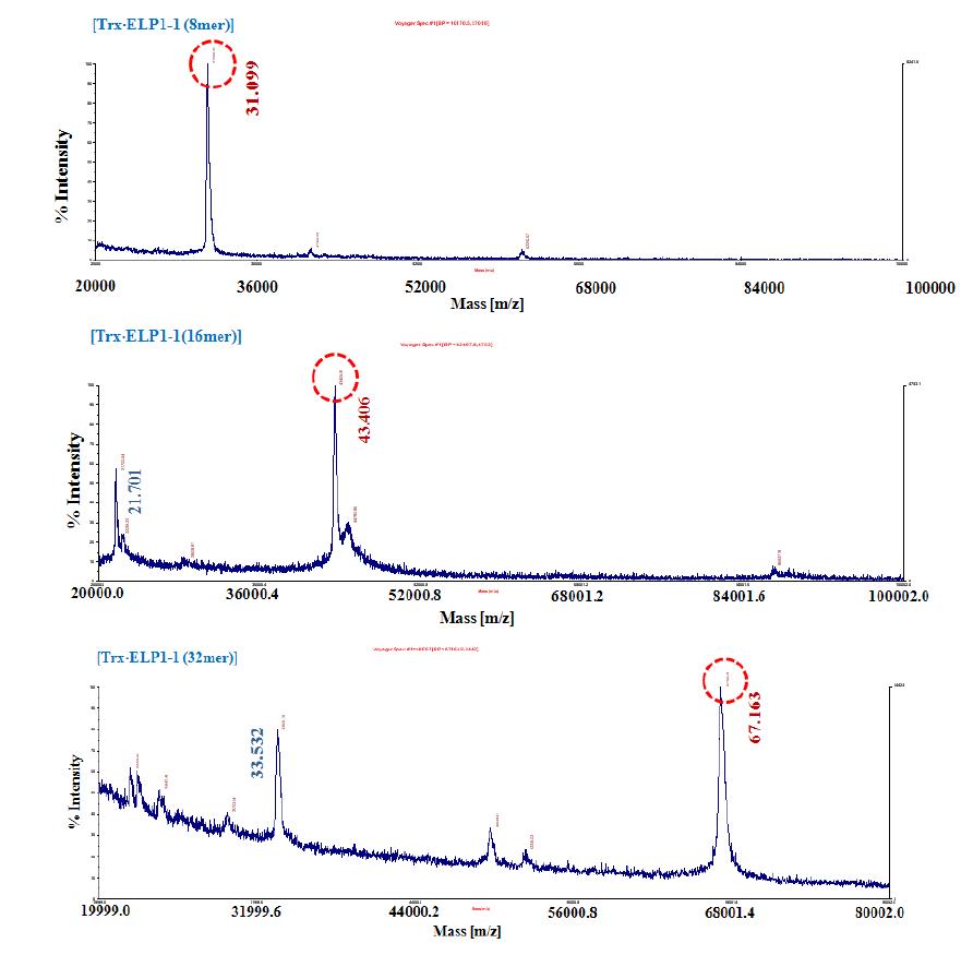 발현된 ELP 8, 16, 32mer의 MALDI-TOF 분석 결과