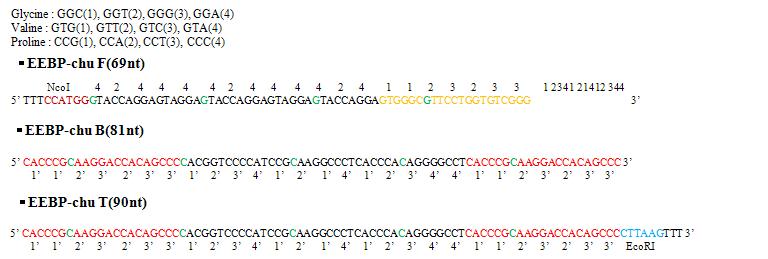 primer없이 template끼리의 hybridization하기 위해 디자인된 templates