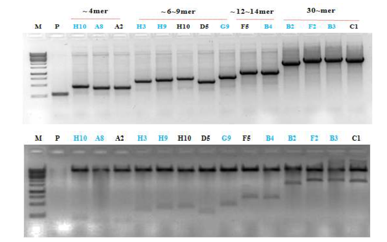 새롭게 개발된 PCR을 통한 cloning 방법