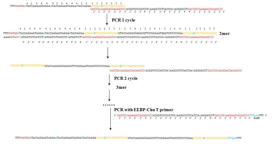 새롭게 개발된 PCR을 통한 cloning 방법의 개략도