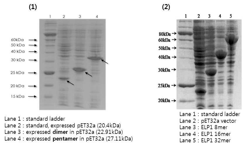 (1) 발현된 RP2 단백질의 SDS-PAGE 결과, (2) 발현된 ELP 단백질의 SDS-PAGE 결과