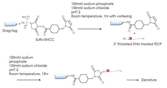 Sulfo-SMCC를 통한 RP2 dimer, pentamer와 분석 DNA의 결합