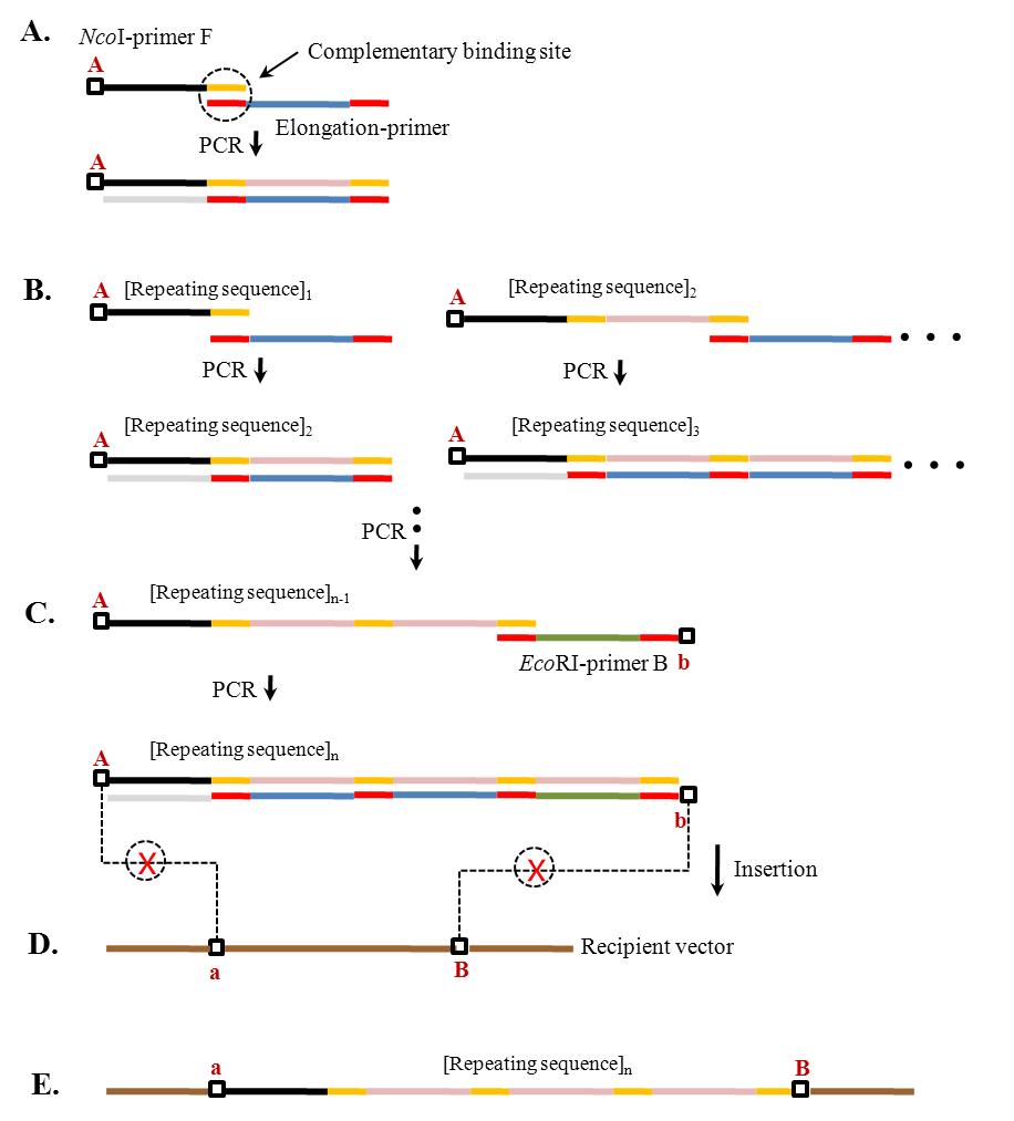 새롭게 개발된 PCR을 통한 cloning 방법의 개략도