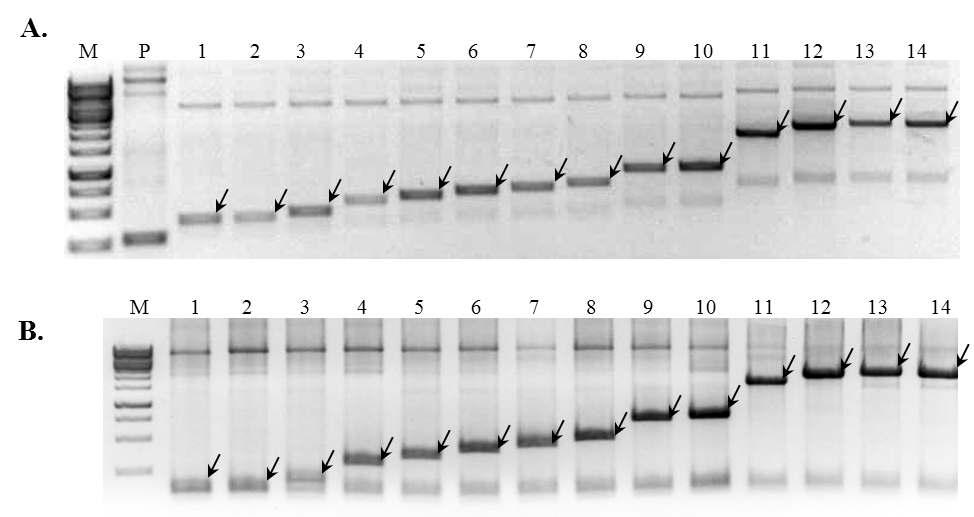 PCR을 통한 cloning 방법을 통해 생성된 다양한 DNA multimers