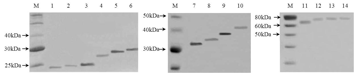 생성된 DNA multimer들의 Tricine-SDS PAGE & Western Blot 결과