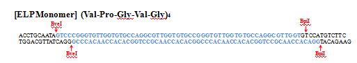 ELP 유전자의 monomer sequence