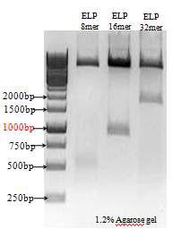 ELP-8mer, 16mer, 32mer의 전기영동 결과