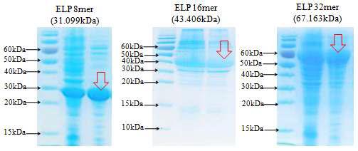 ELP 8mer 16mer, 32mer 단백질의 SDS-PAGE 결과