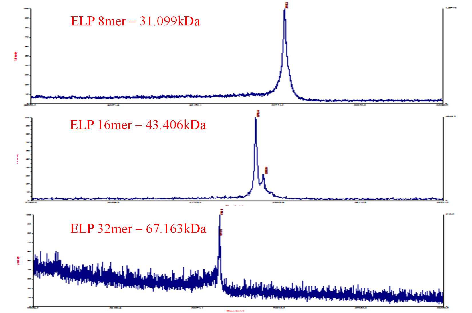 ELP-8mer 16mer, 32mer 단백질의 MALDI-TOF 분석 결과