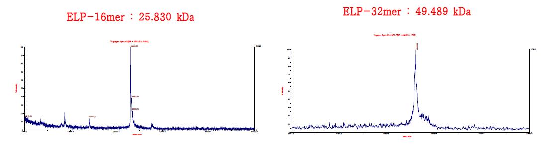 CNBr처리 후 ELP-16mer와 32mer의 MALDI-TOF 분석 결과