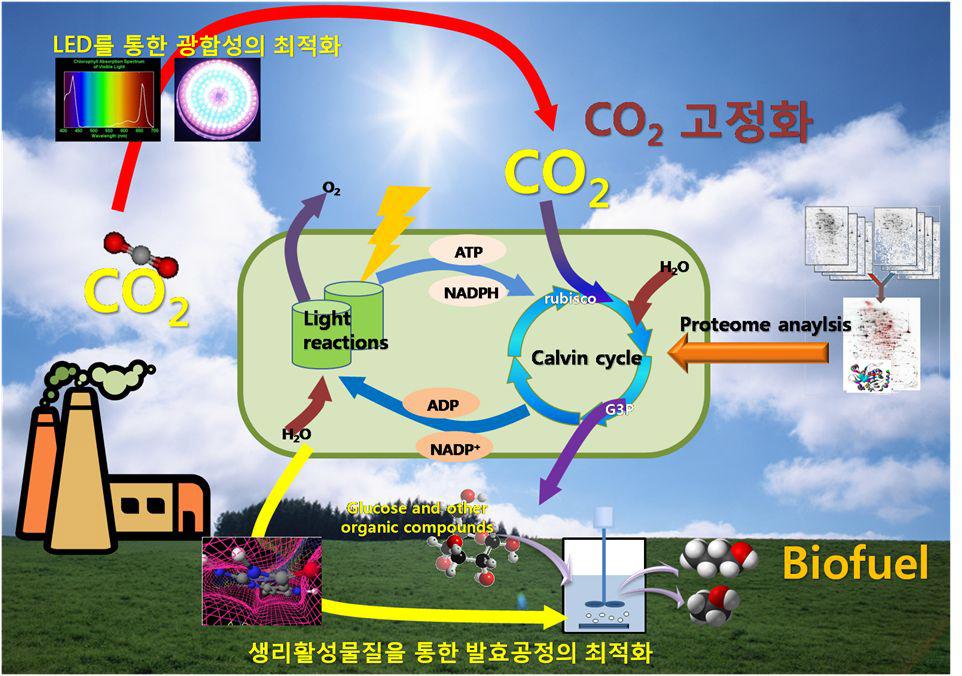 광합성 기반 바이오 연료 생산용 바이오매스 대체 기술