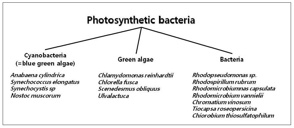 광합성 미생물