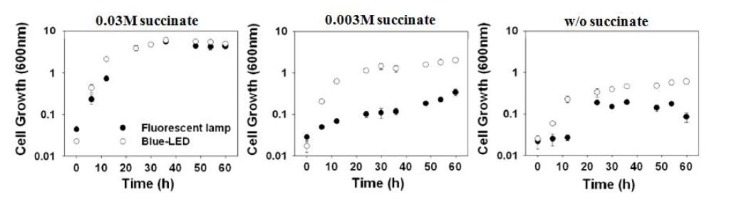 Succinate농도와 Ligth source에 따른 R. sphaeroides의 growth