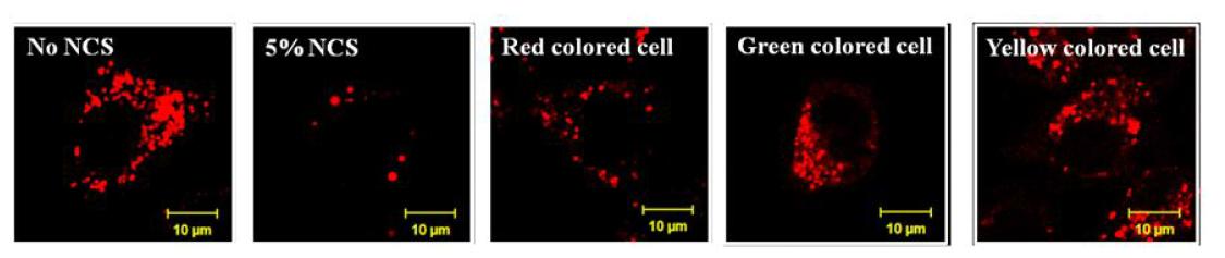 NCS와 PACs을 처리하였을 때 리소좀 형광 분석