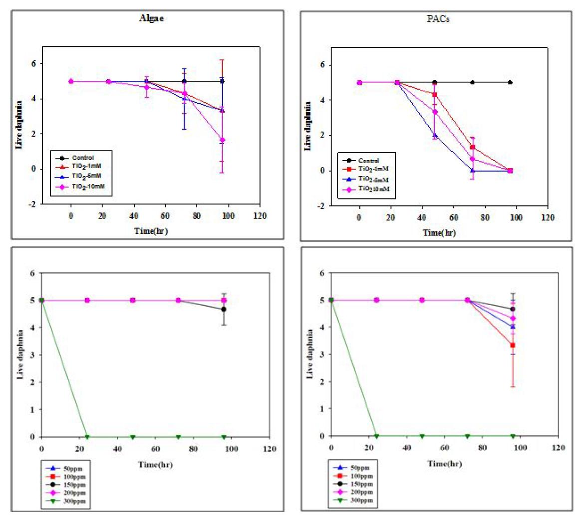 Algae와 PACs을 먹인 D. magna baby의 toxicity test