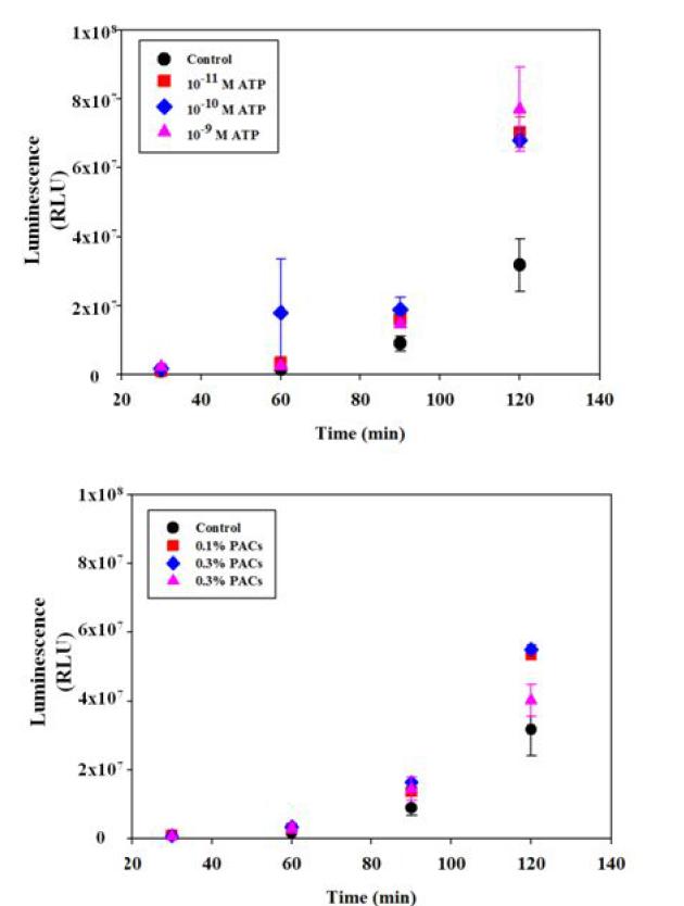 ATP와 PACs 첨가시 V. fischeri 발광확인