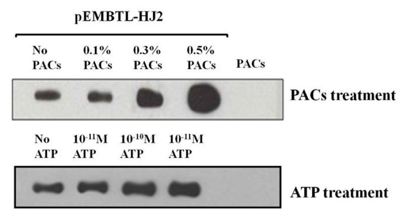 ATP와 PACs 처리시 HupSL hydrogenase의 발현양 확인