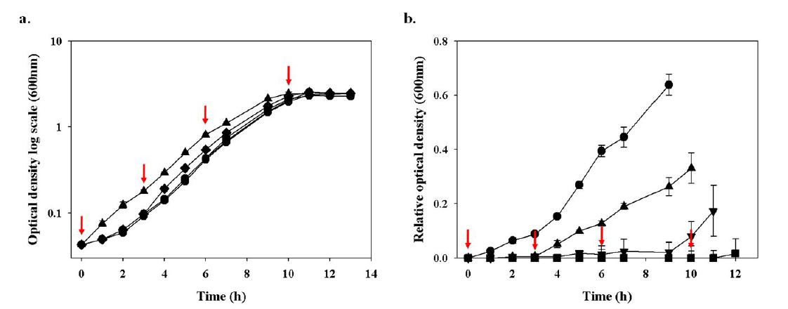 E. coli의 성장시기 별 PACs을 첨가하였을 때 효과: a. 각 시기별 PACs의 첨가에 따른 E. coli의 성장 곡선. b. PACs이 첨가되지 않은 배지에서 성장한 E. coli를 기준으로 각 시기별 PACs을 첨가하였을 때 상대적 성장곡선